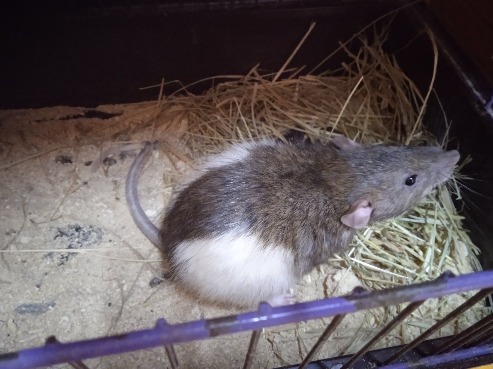 Продам Крису мальчика