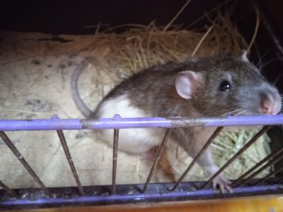 Продам Крису мальчика