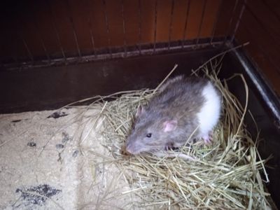 Продам Крису мальчика