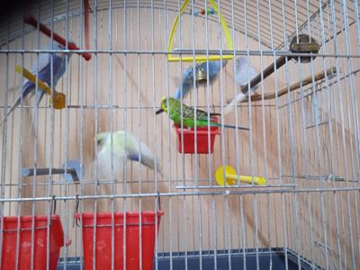 Продам попугай волнистики