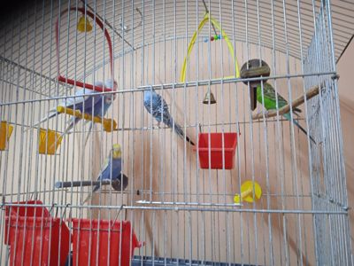 Продам попугай волнистики