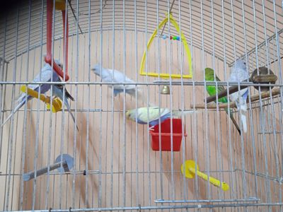 Продам попугай волнистики