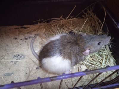 Продам Крису мальчика