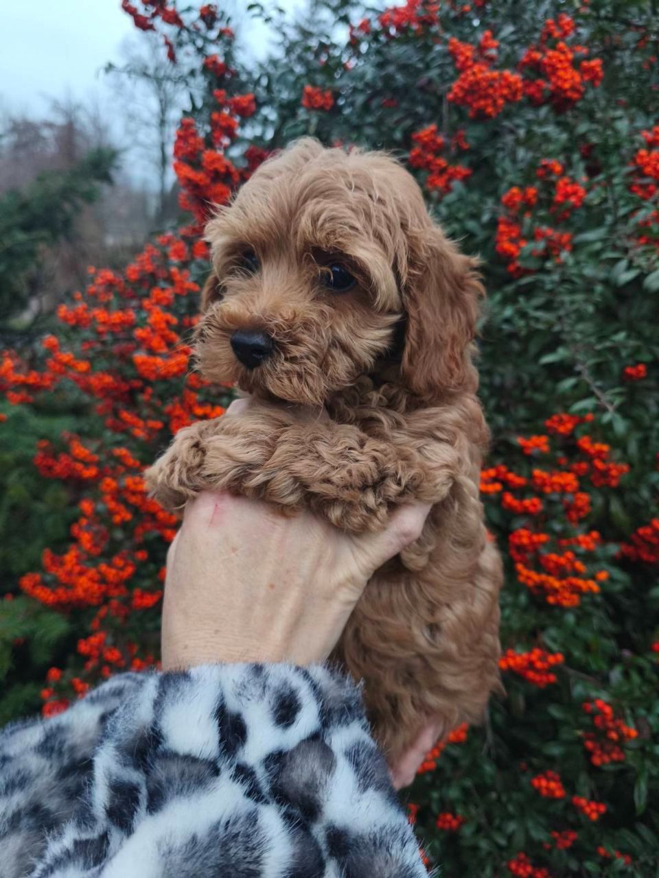 Мальтипу хлопчик