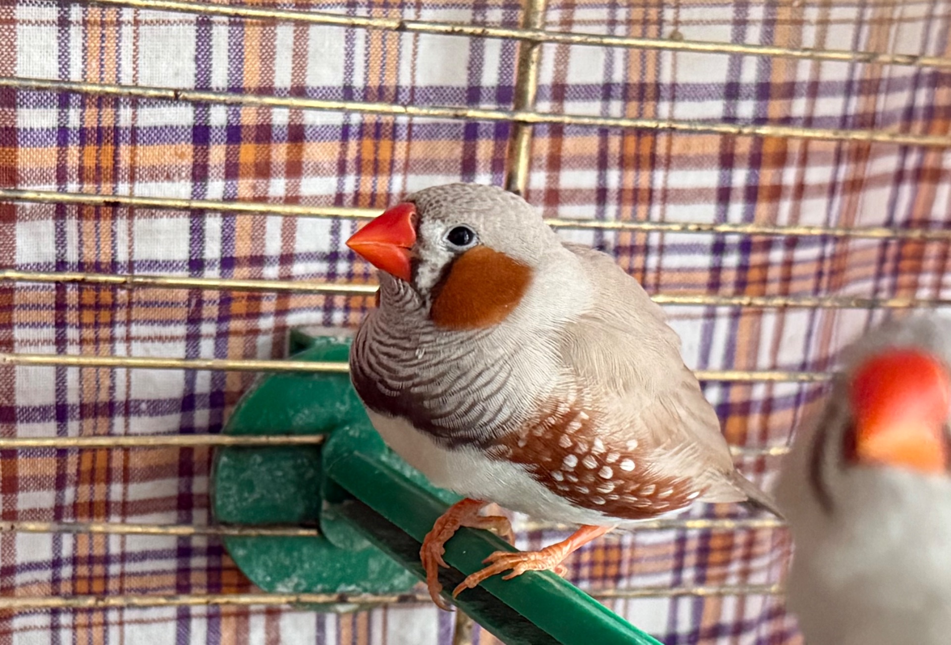 Зебровий Амадин хлопчик (2 місяця)