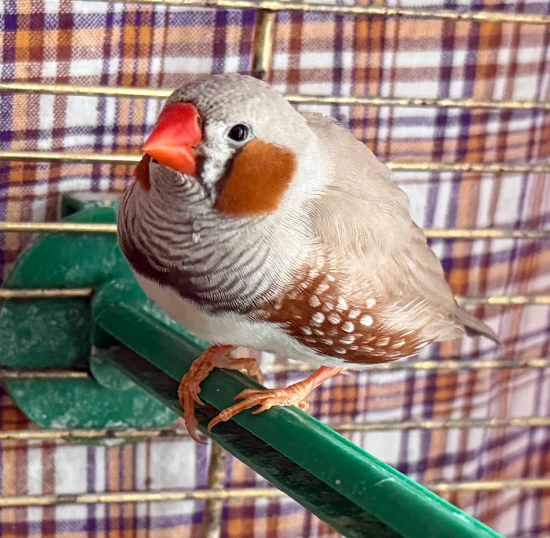 Зебровий Амадин хлопчик (2 місяця)