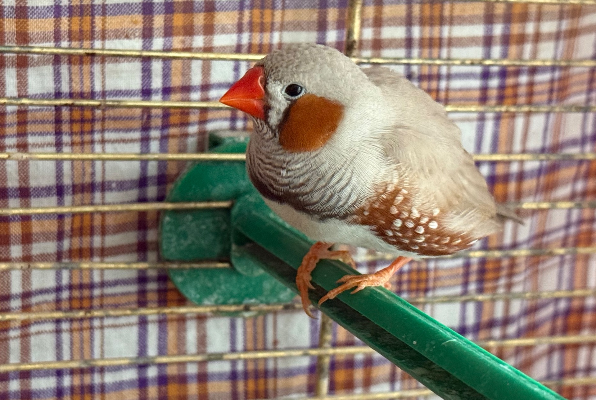 Зебровий Амадин хлопчик (2 місяця)