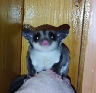 Цукровий поссум, Сумчаста летяга