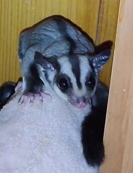 Цукровий поссум, Сумчаста летяга