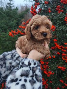 Мальтипу хлопчик