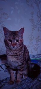 Кошеня Чаузі