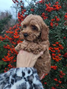 Мальтипу хлопчик