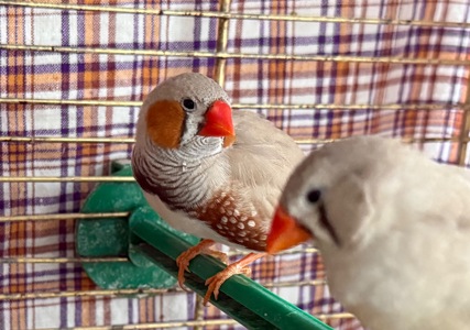 Зебровий Амадин хлопчик (2 місяця)