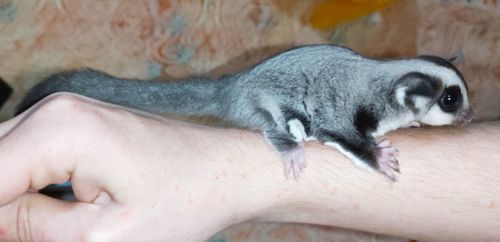 Цукровий поссум, Сумчаста летяга