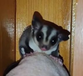 Цукровий поссум, Сумчаста летяга