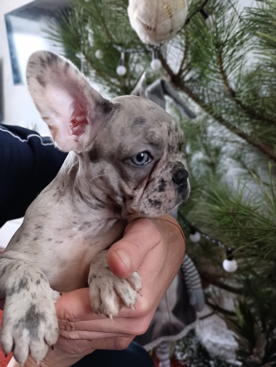 Цуценята французького бульдога