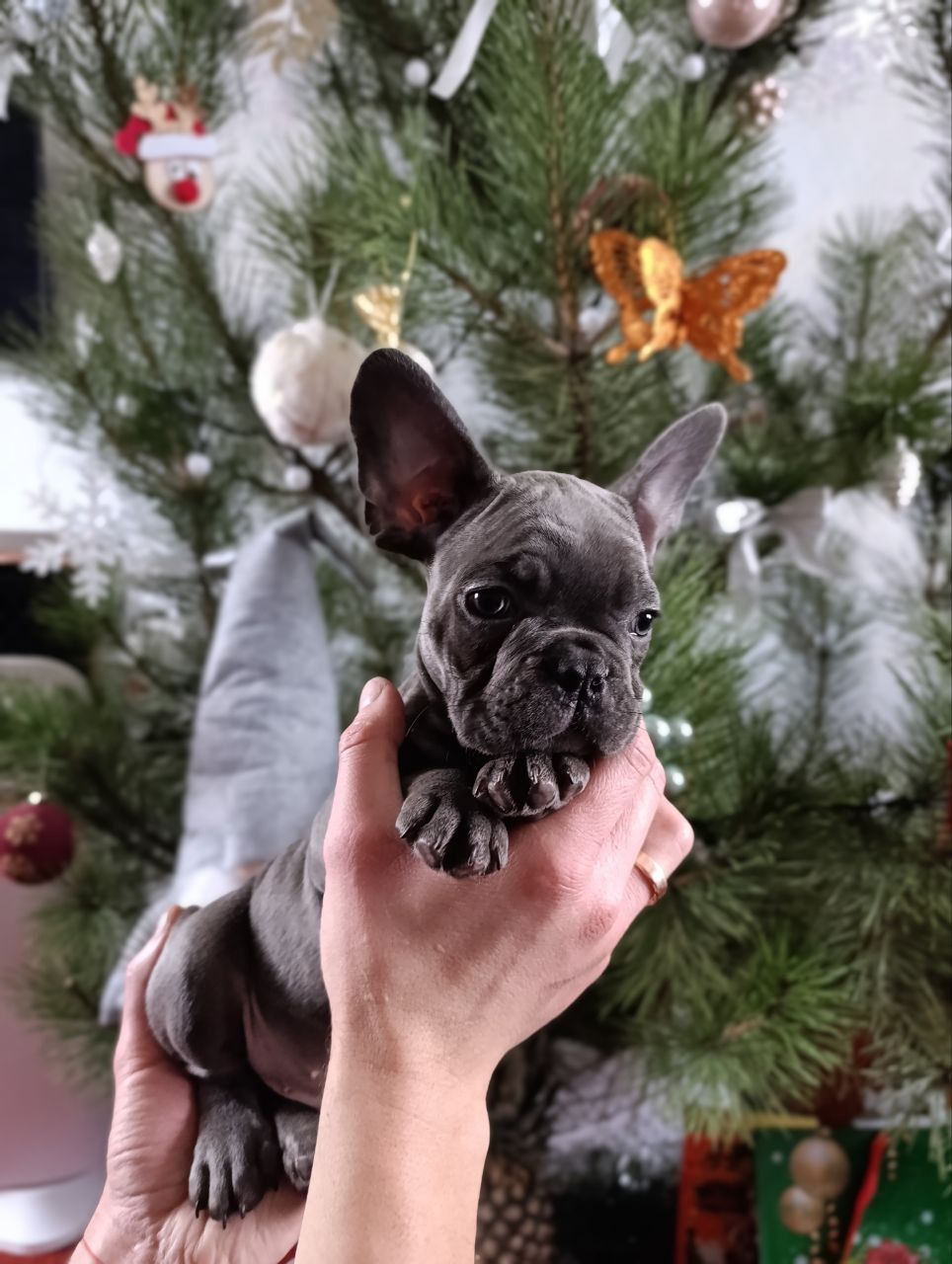 Цуценята французького бульдога