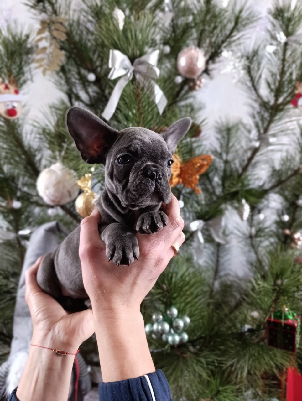 Цуценята французького бульдога