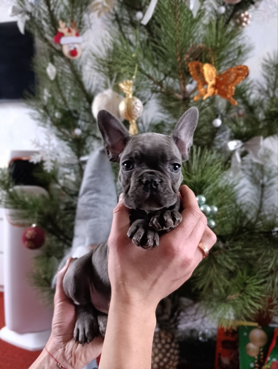 Цуценята французького бульдога