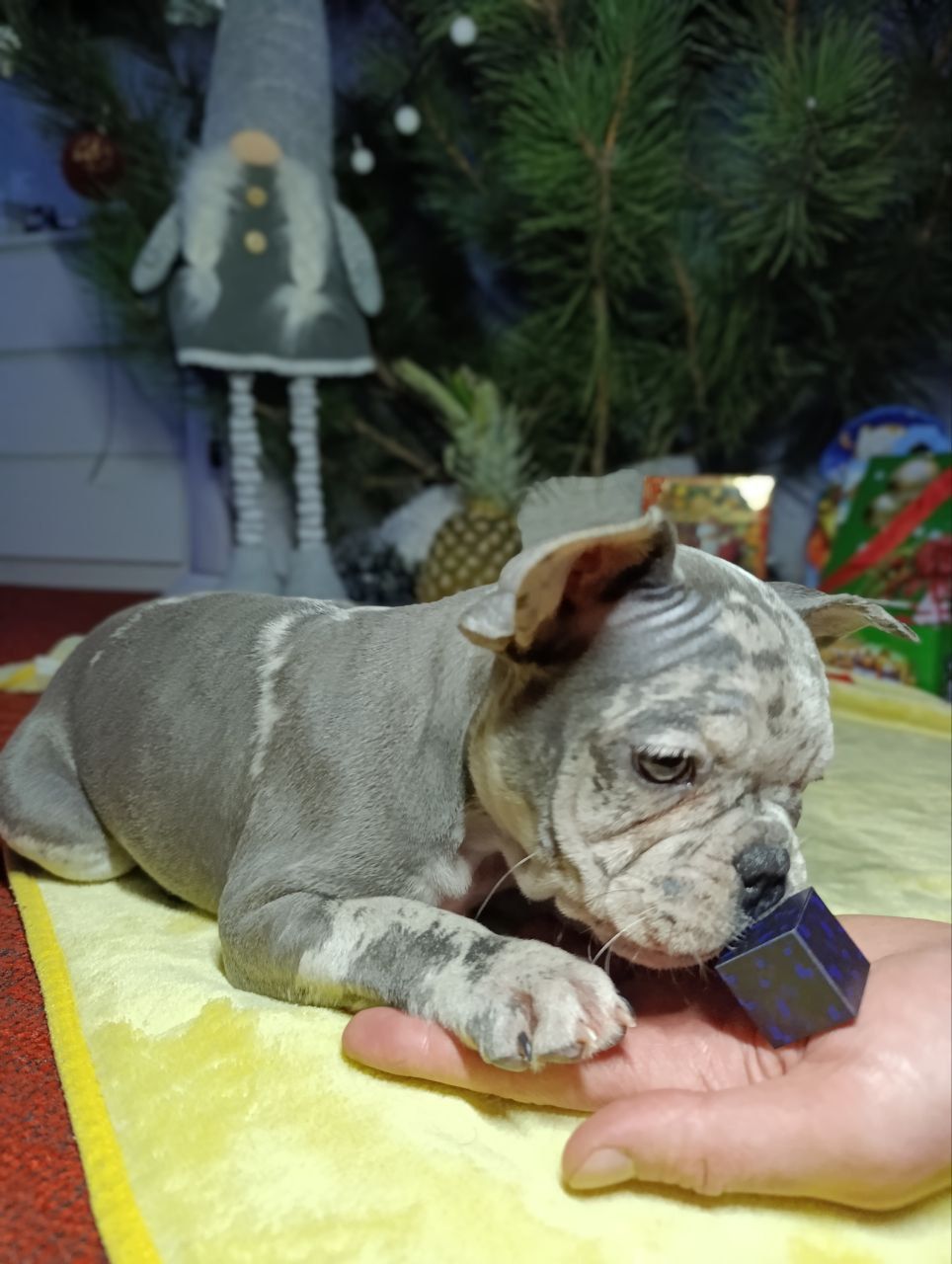 Цуценята французького бульдога