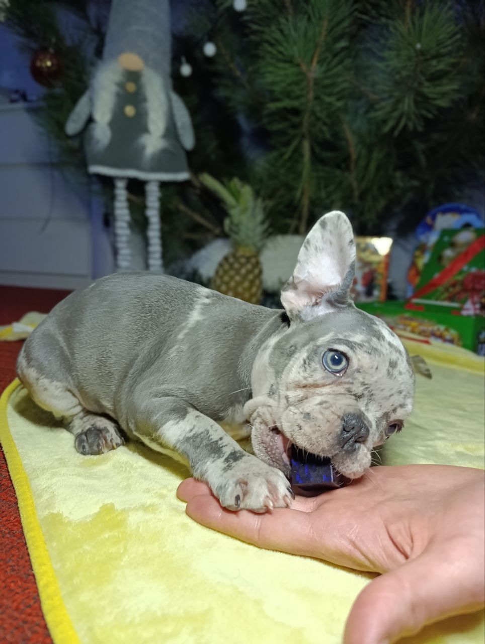 Цуценята французького бульдога