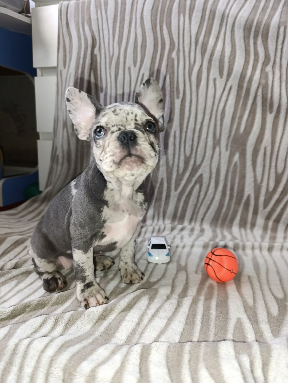 Цуценята французького бульдога