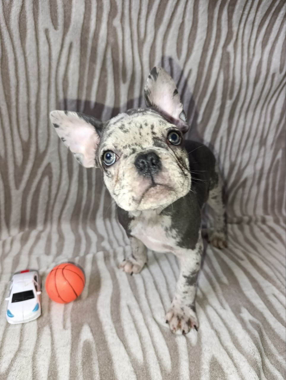 Цуценята французького бульдога