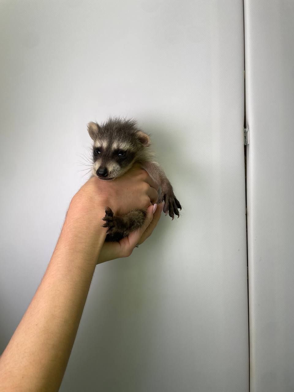 Єнот-полоскун, єнотики ручні домашні, викормиші