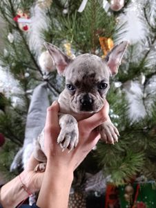 Цуценята французького бульдога