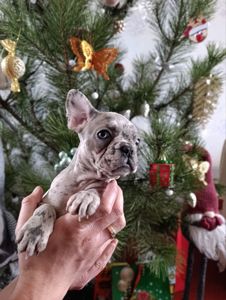 Цуценята французького бульдога