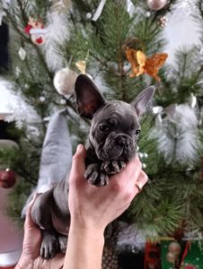 Цуценята французького бульдога