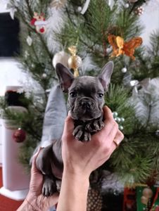 Цуценята французького бульдога