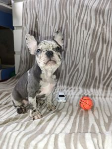 Цуценята французького бульдога