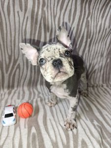 Цуценята французького бульдога