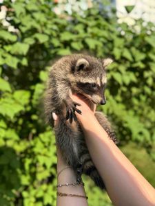 Єнот-полоскун, єнотики ручні домашні, викормиші