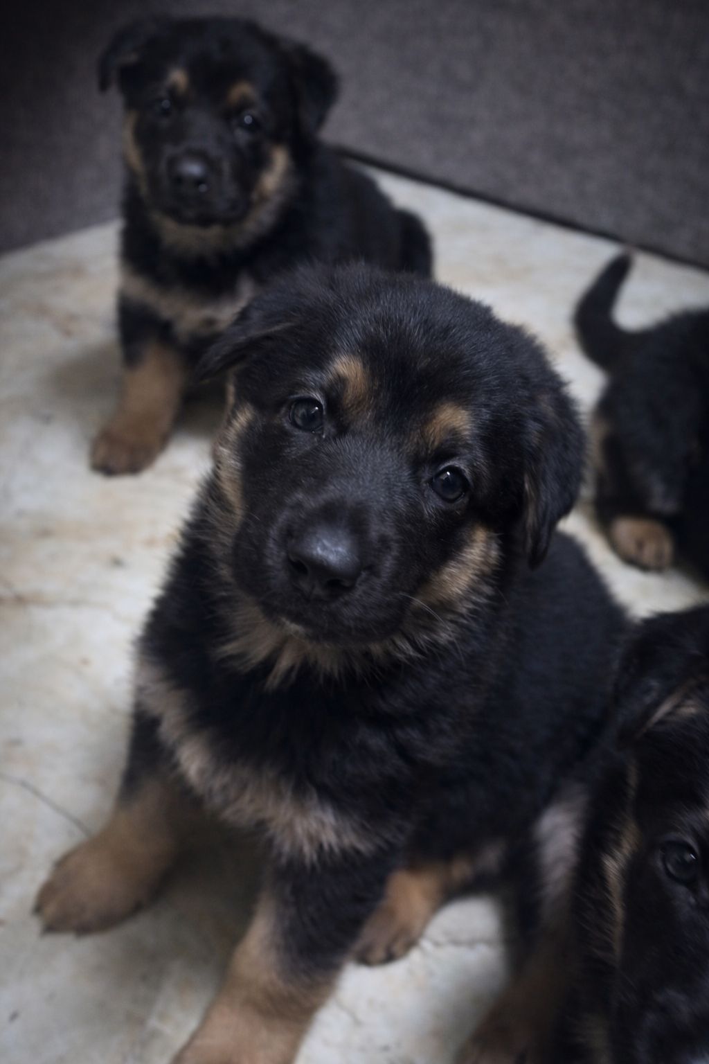 Цуценята німецької вівчарки