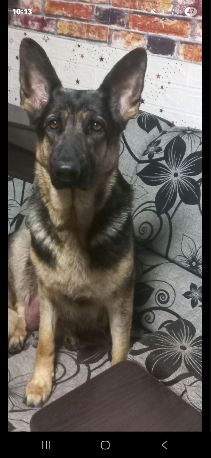 Цуценята німецької вівчарки