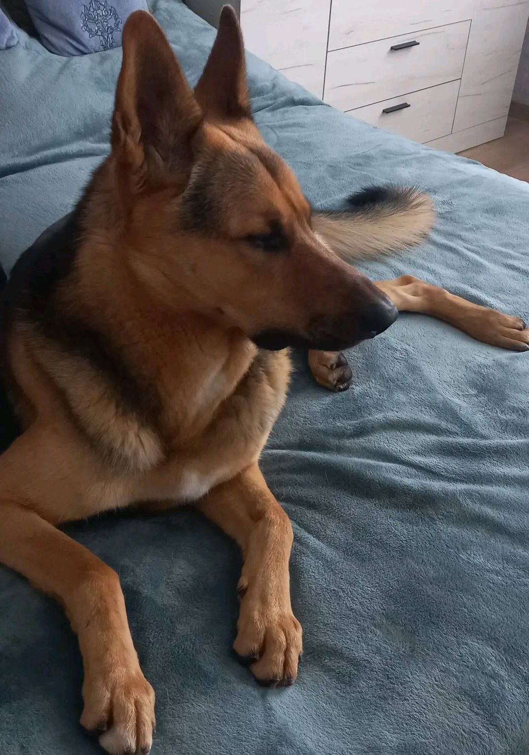 Цуценята німецької вівчарки