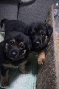 Цуценята німецької вівчарки