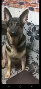 Цуценята німецької вівчарки