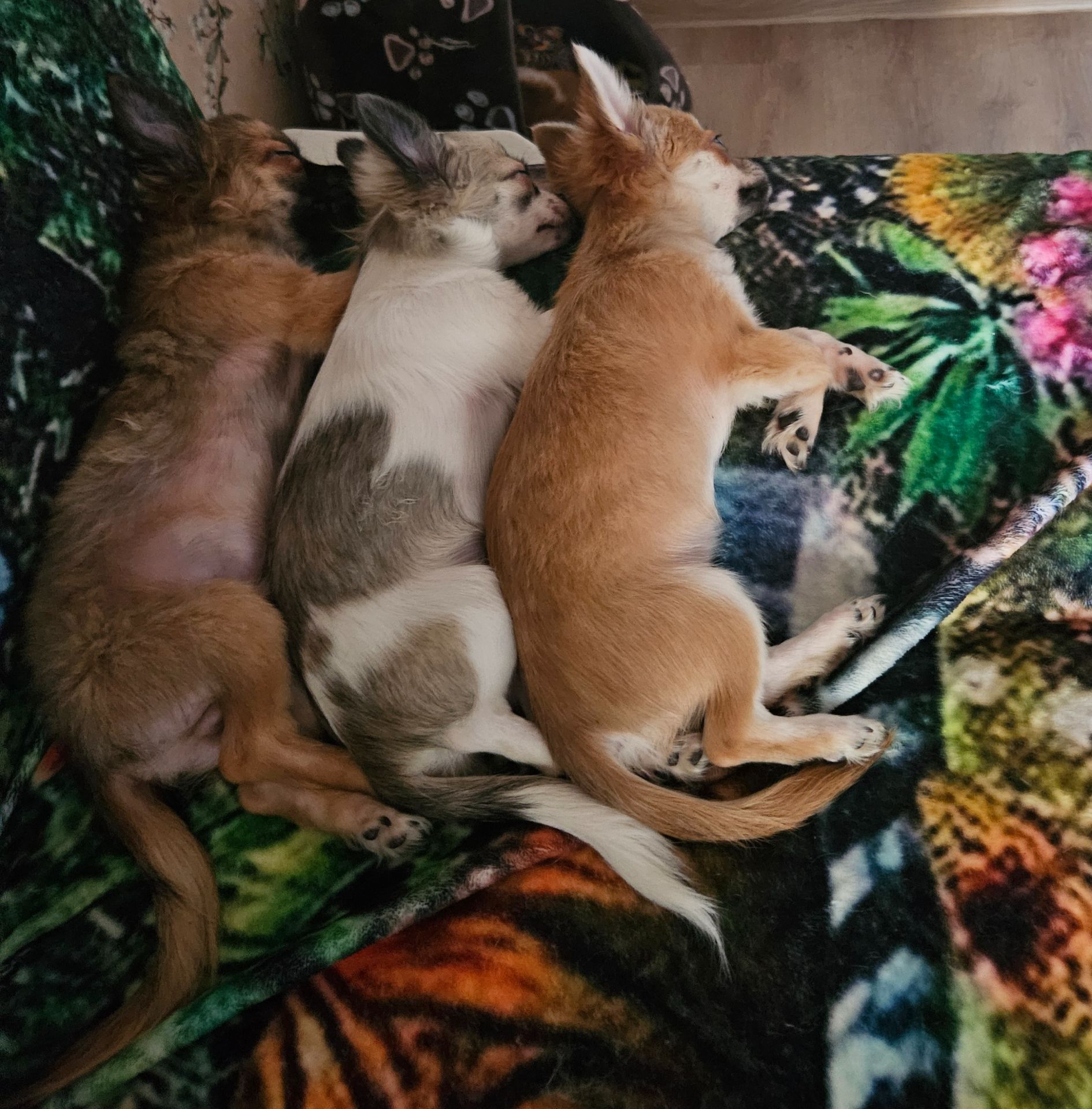 Продам цуценята чихуахуа