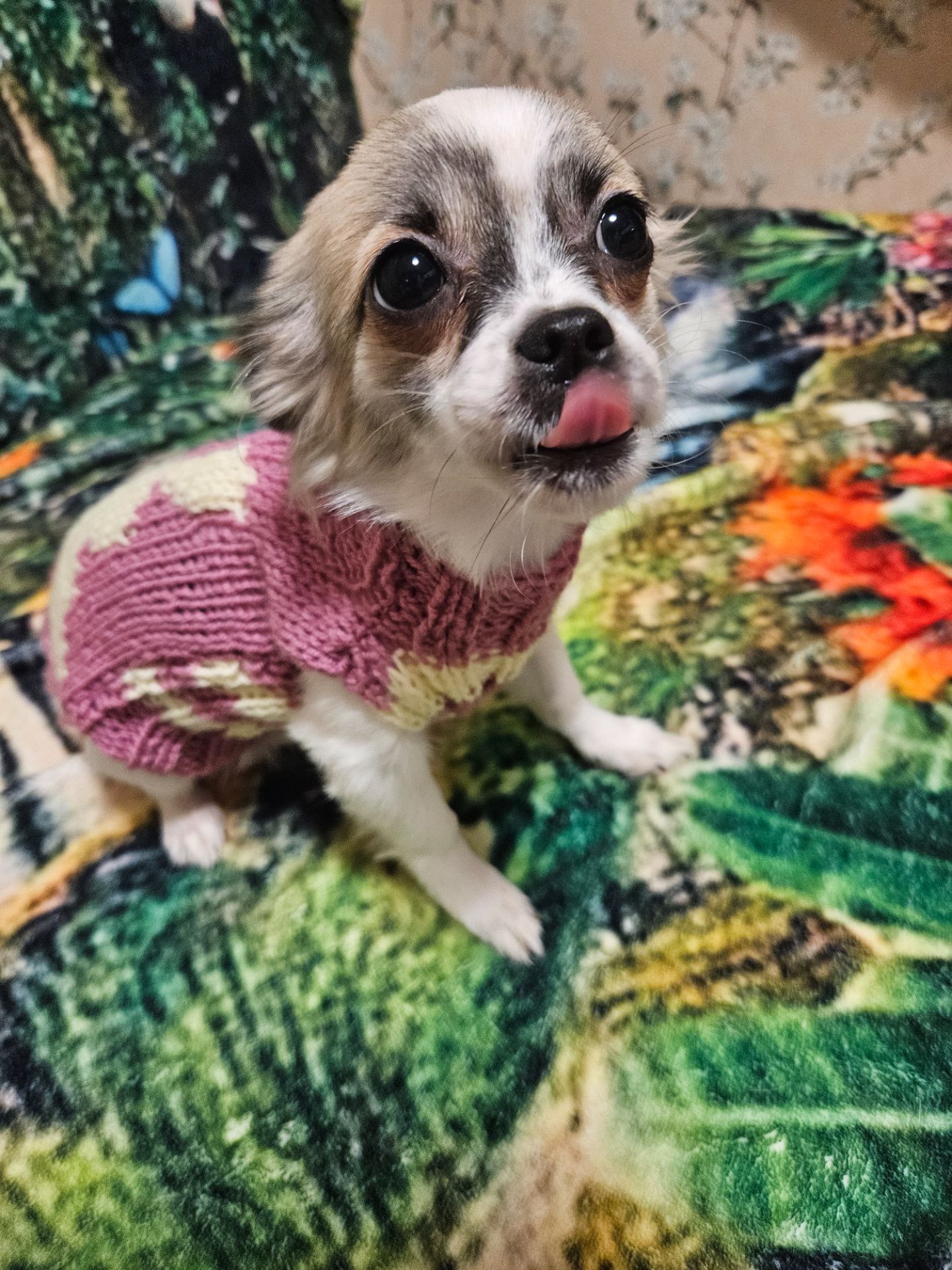 Продам цуценята чихуахуа