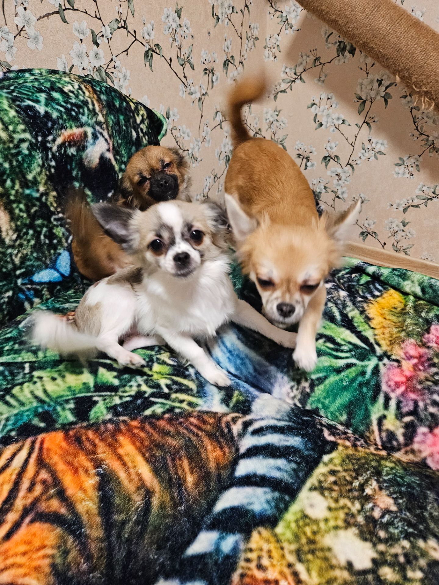 Продам цуценята чихуахуа