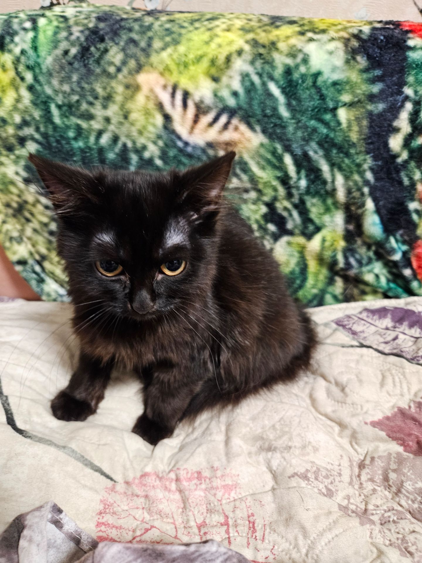 Кошенята Бенгальский