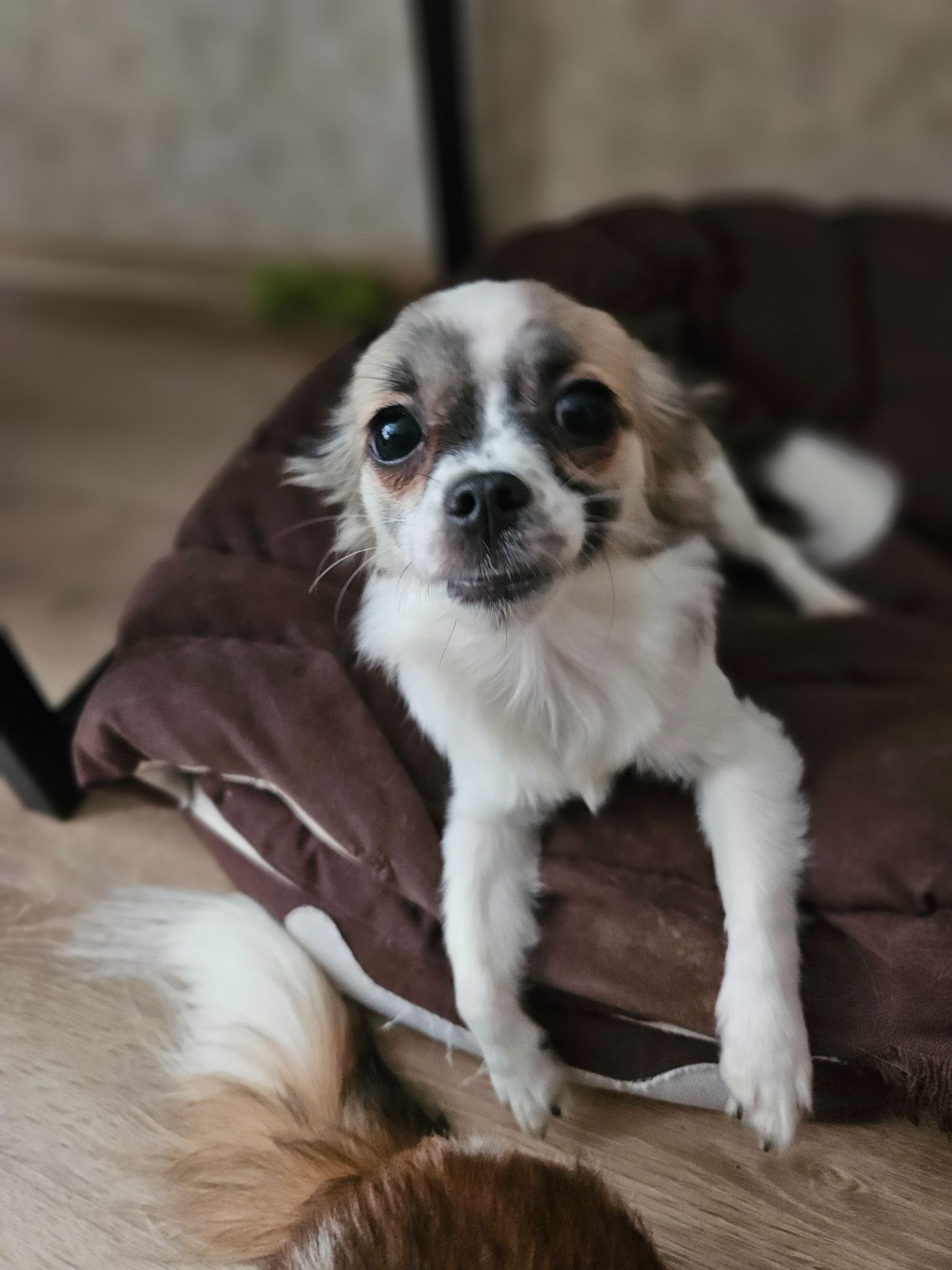 Продам цуценята чихуахуа