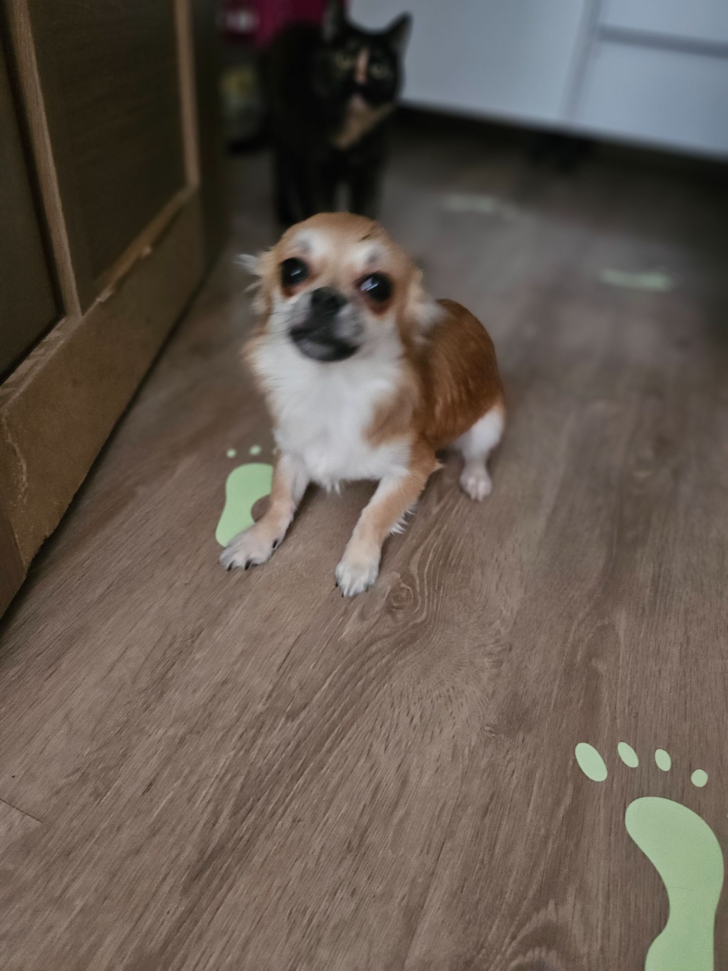 Продам цуценята чихуахуа