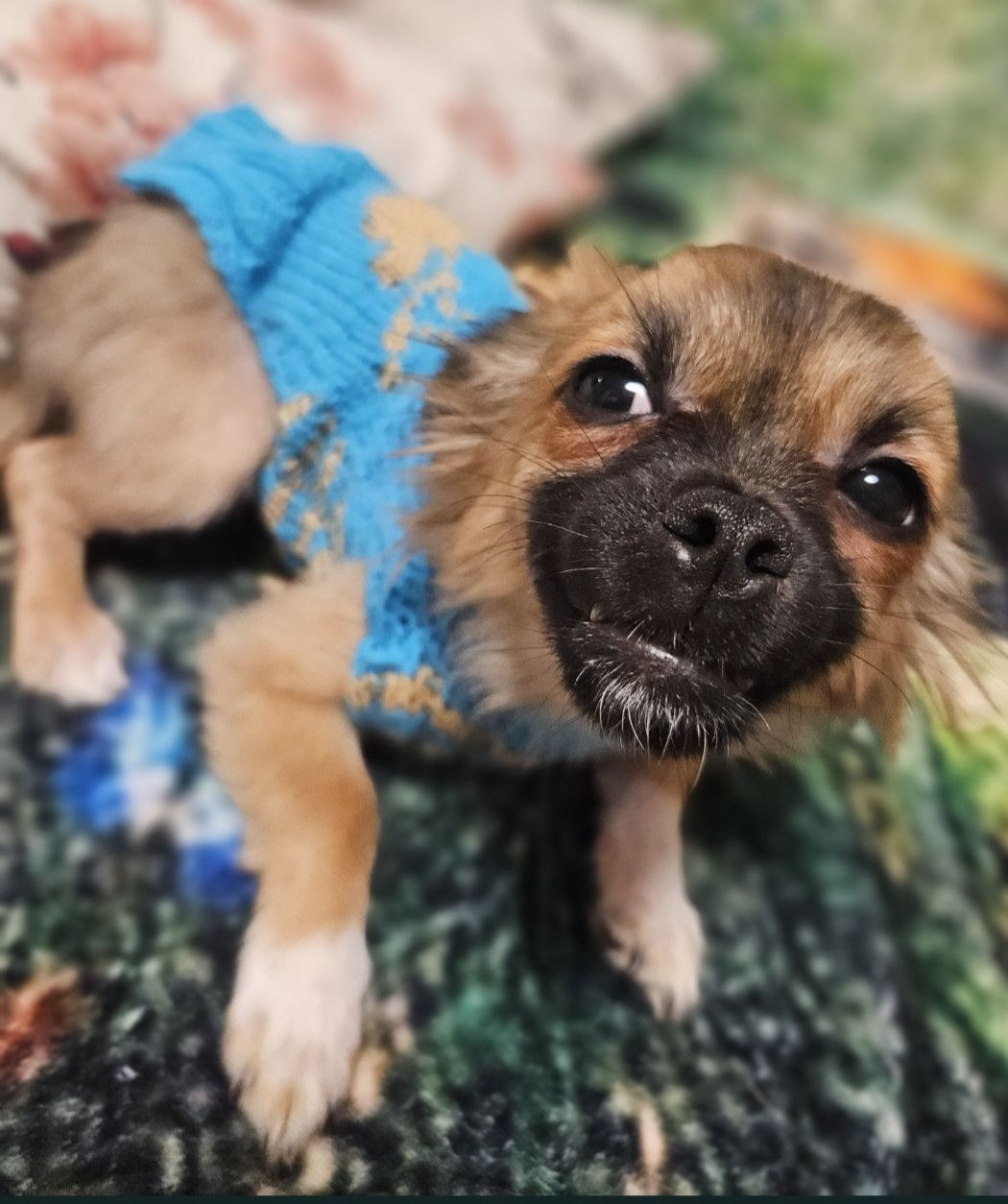 Продам цуценята чихуахуа