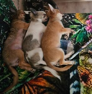 Продам цуценята чихуахуа