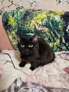 Кошенята Бенгальский