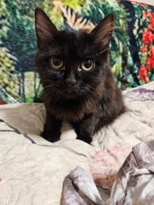 Кошенята Бенгальский